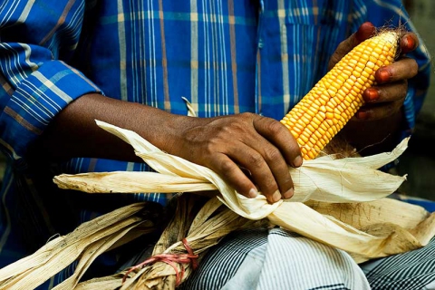 Climate Resilient Maize for Asia