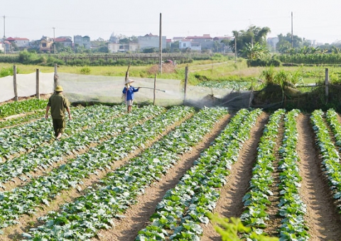 Nông nghiệp hữu cơ - Giải pháp an toàn thực phẩm