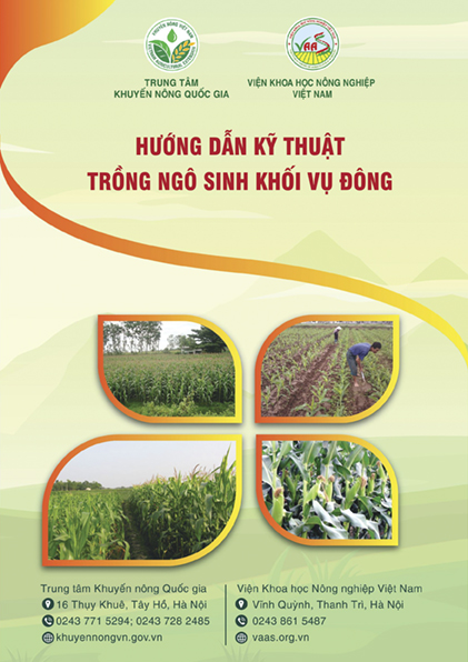 Hướng dẫn kỹ thuật trồng ngô vụ đông áp dụng làm đất tối thiểu