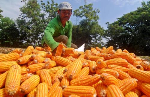 Giá ngô và lúa mì tăng, giá đậu tương giảm