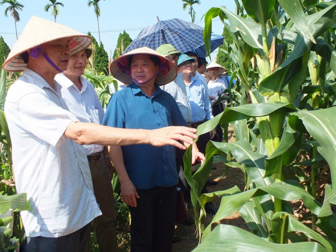 Đi tìm 'cuộc cách mạng lần thứ hai' cho cây ngô