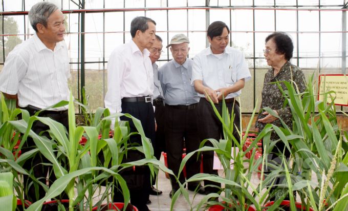 Tiến sỹ Bùi Mạnh Cường đứng bên nguyên Phó Chủ tịch nước Nguyễn Thị Bình để giới thiệu giống ngô. Ảnh: Tư liệu. 