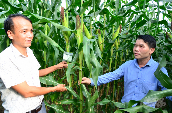 Thạc sĩ Nguyễn Đức Thành (bên trái) giới thiệu về một số giống ngô mới đang nghiên cứu. Ảnh: Dương Đình Tường.