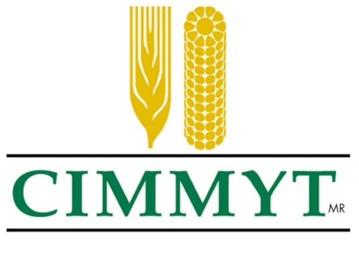 CIMMYT